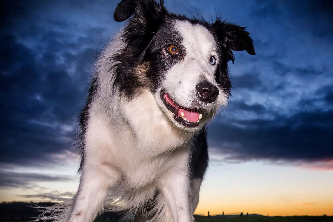 Border Collie’nin Tarihçesi ve Kökeni Hakkında Bilmeniz Gerekenler&nbsp;