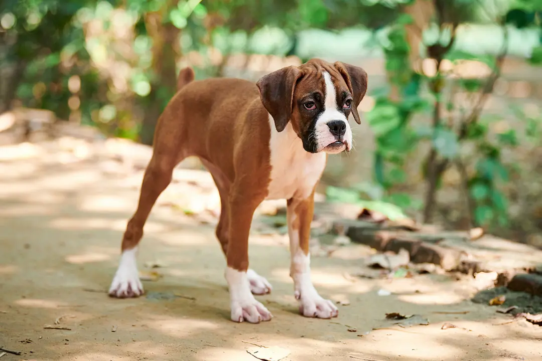 Boxer Tarihçesi ve Kökeni Hakkında Bilmeniz Gerekenler