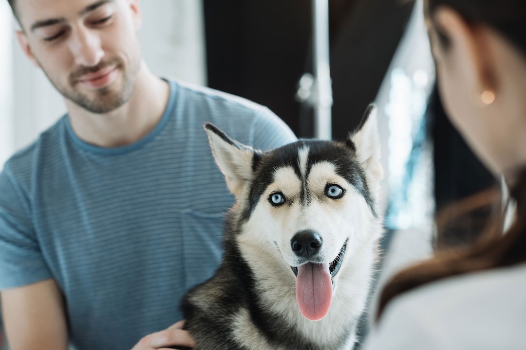 Köpeklere Çip Takmak 