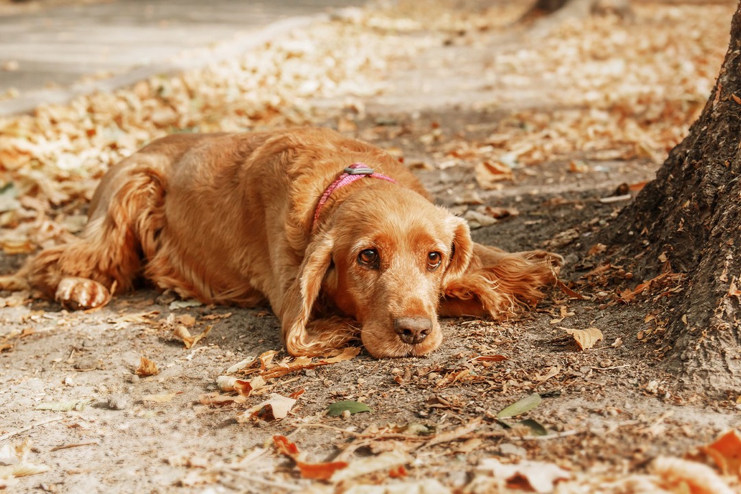 Köpeklerde Kanlı İshal Ölümcül Mü?