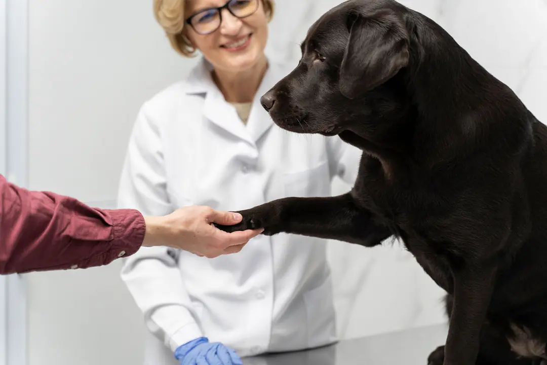 Üriner Sistem Takviyelerinin İçeriğinde Hangi Aktif Bileşenler Bulunmalıdır?&nbsp;&nbsp;