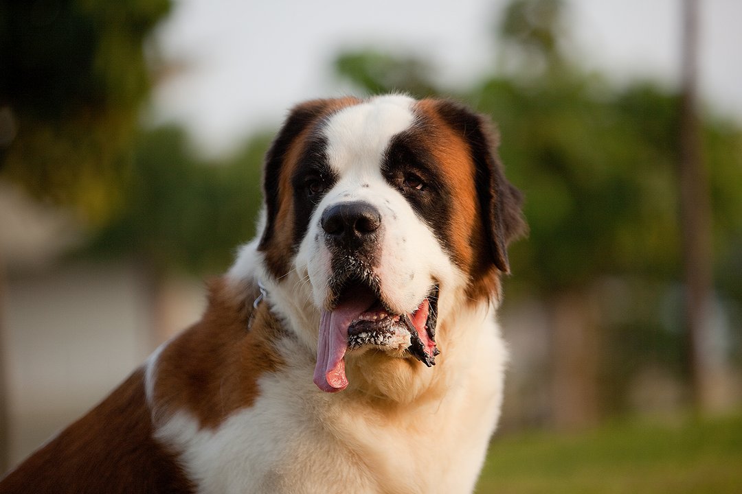 St. Bernard