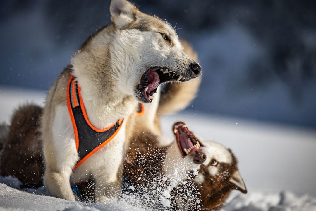 Köpeklerde hırçınlık neden oluşur?