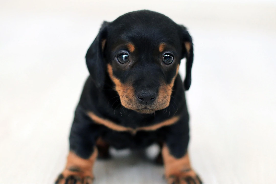 Yavru Köpeğinize İsim Alıştırması