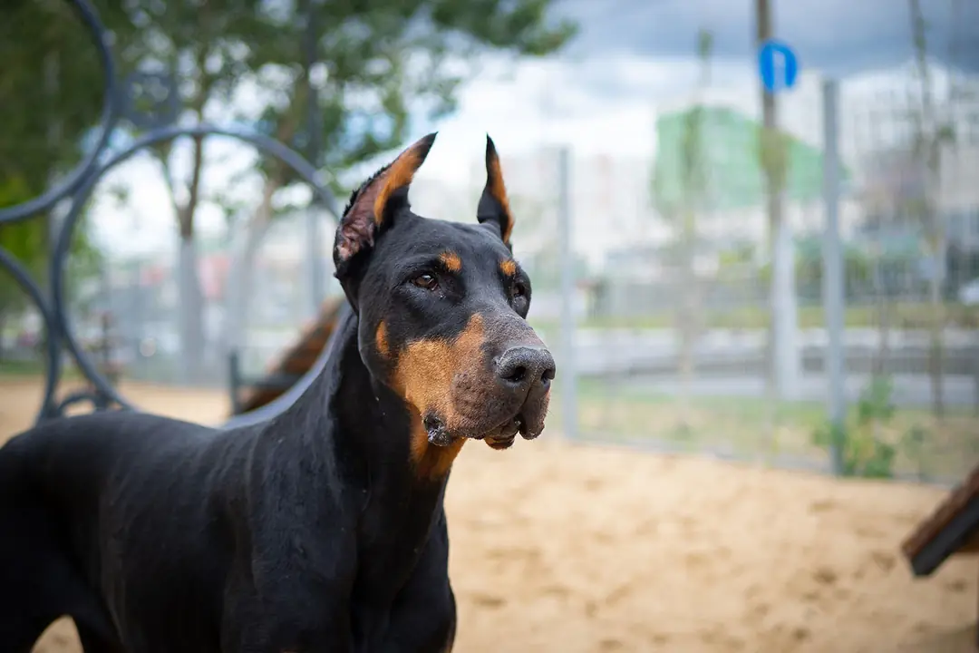 Doberman Pinscher Karşılaşılan Sağlık Sorunları