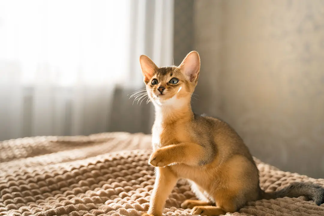 Abyssinian (Habeş Kedisi) Tarihçesi ve Kökeni Hakkında Bilmeniz Gerekenler