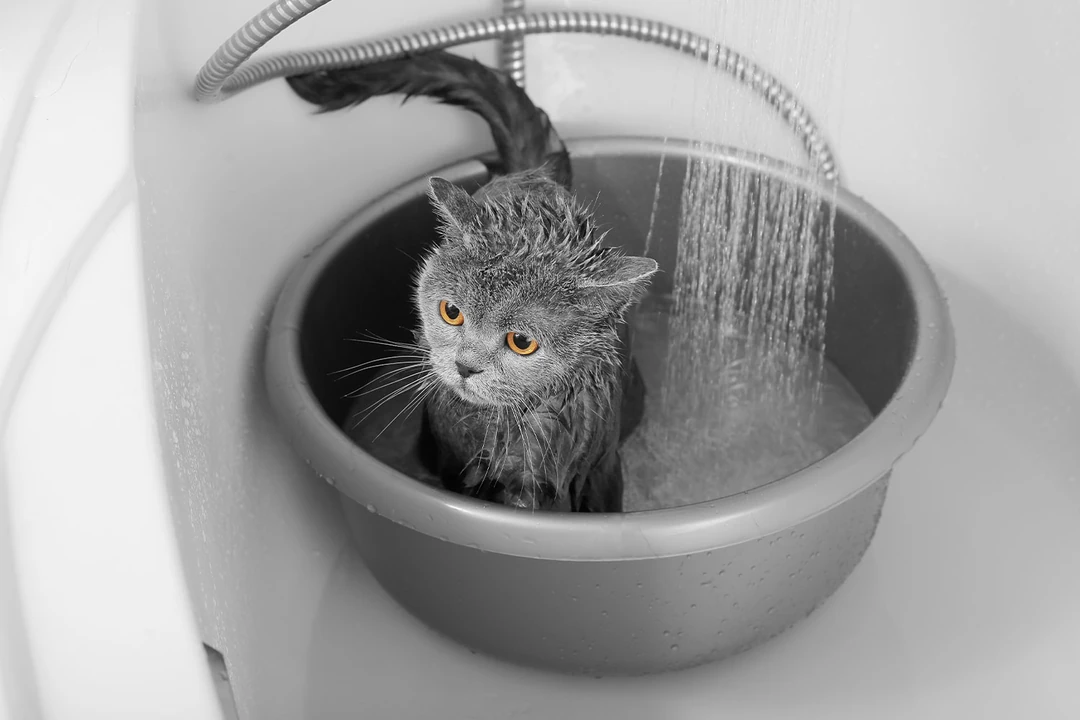 Kediler banyo sonarı nasıl kullanılır?