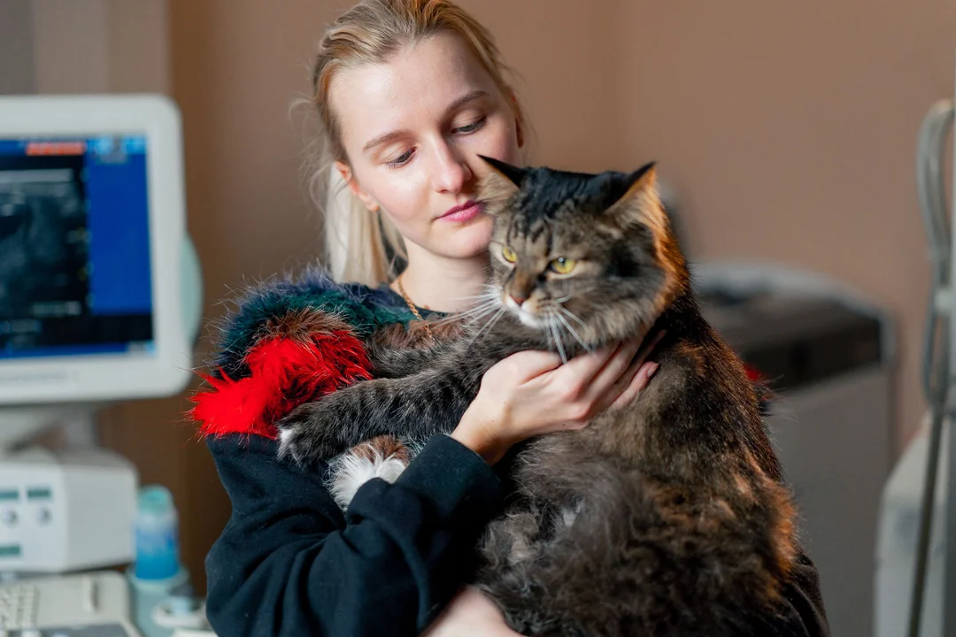 Maine Coon Kedilerde Karşılaşılan Sağlık Sorunları