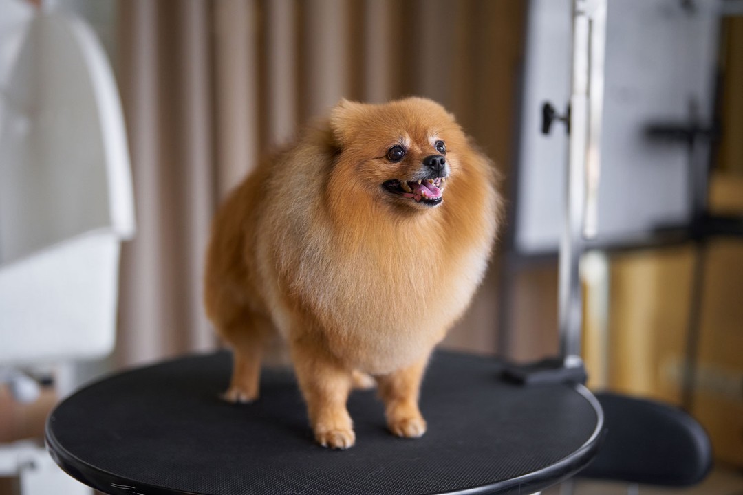 Pomeranian (Boo)