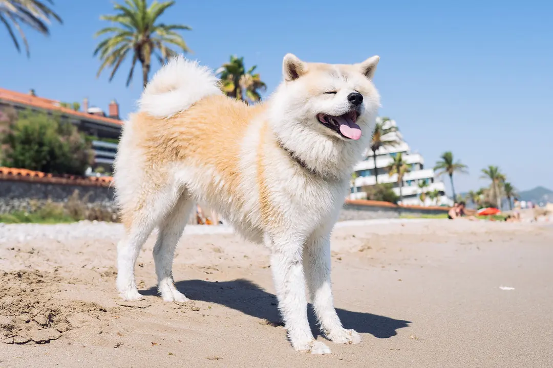 Akita Inu Eğitimi
