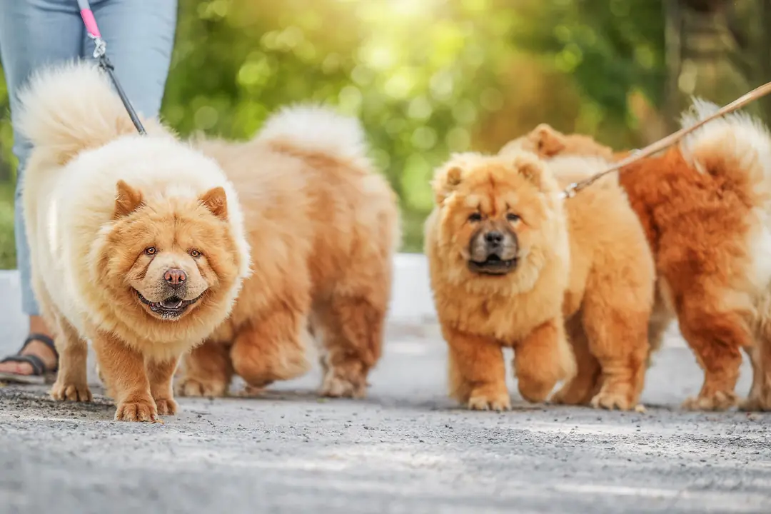 Chow Chow (Çin Aslanı) Tarihçesi ve Kökeni Hakkında Bilmeniz Gerekenler