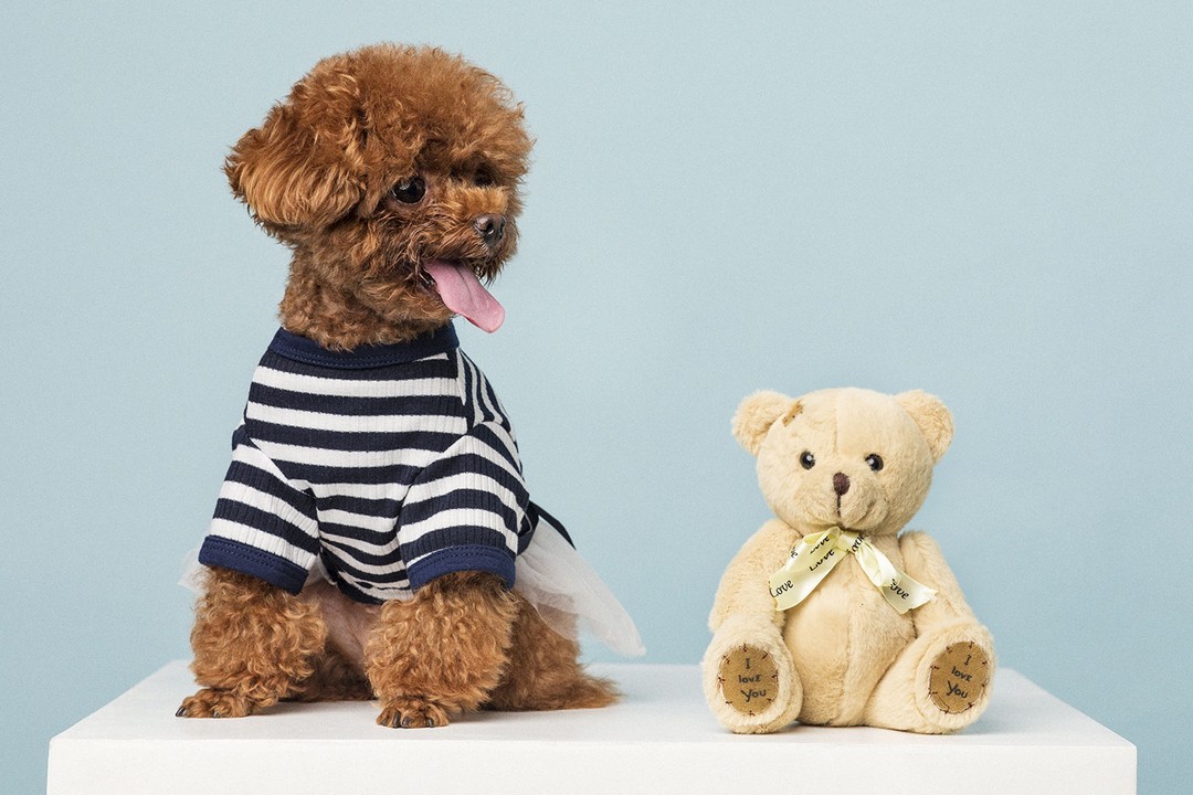 Toy Poodle