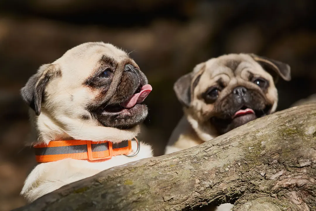 Pug Tarihçesi ve Kökeni Hakkında Bilmeniz Gerekenler&nbsp;&nbsp;