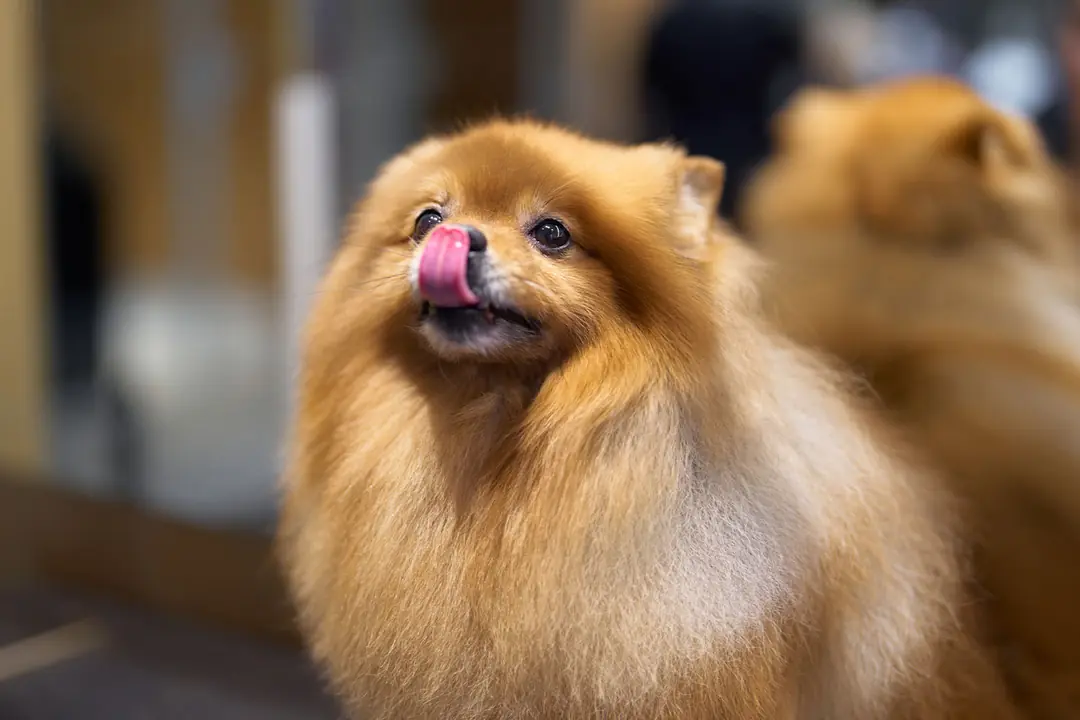 Pomeranian Boo Tarihçesi ve Kökeni Hakkında Bilmeniz Gerekenler