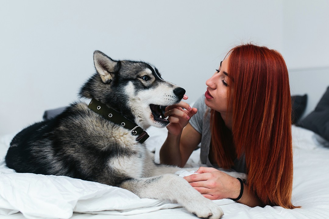 En İlginç ve Az Bilinen Köpek Özellikleri