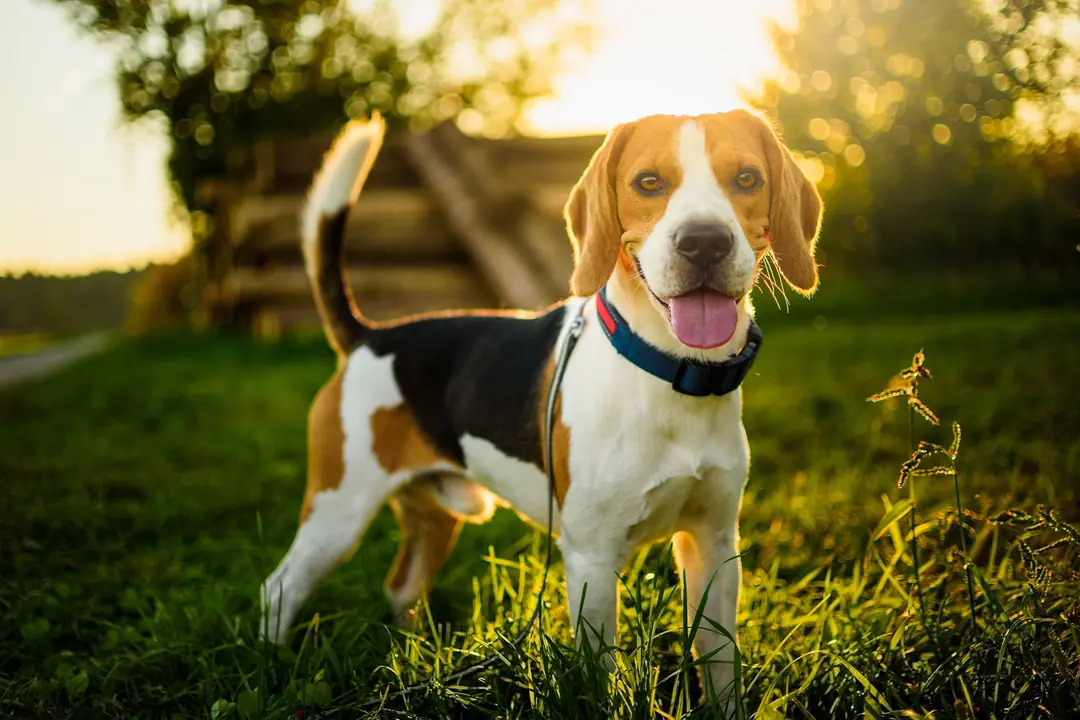 Beagle Köpeğinin Tarihçesi ve Kökeni Hakkında Bilmeniz Gerekenler