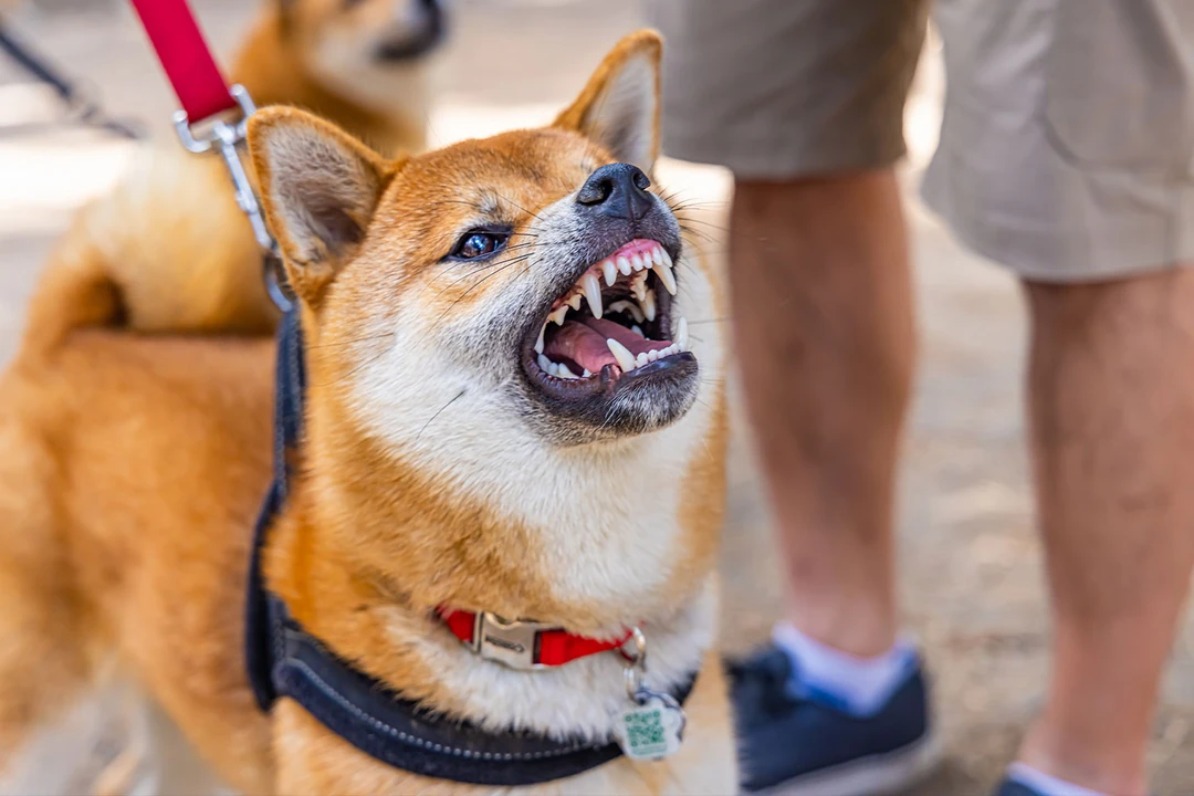 Köpekler Neden Aşırı Havlar?