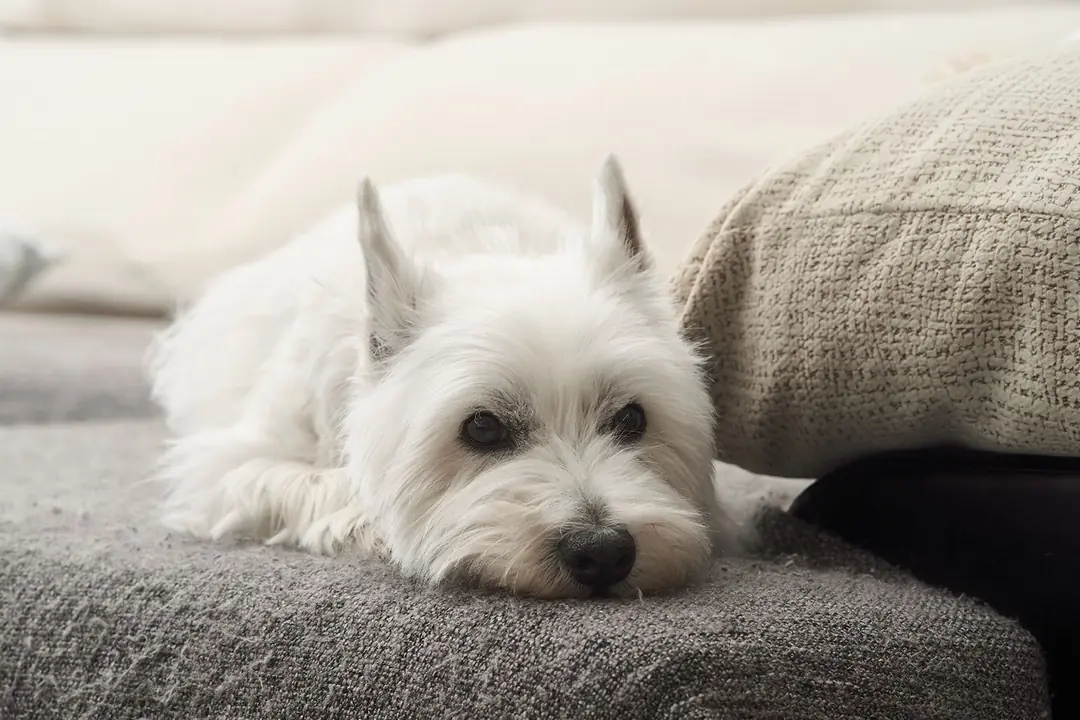 Maltese Terrier Tarihçesi ve Kökeni Hakkında Bilmeniz Gerekenler