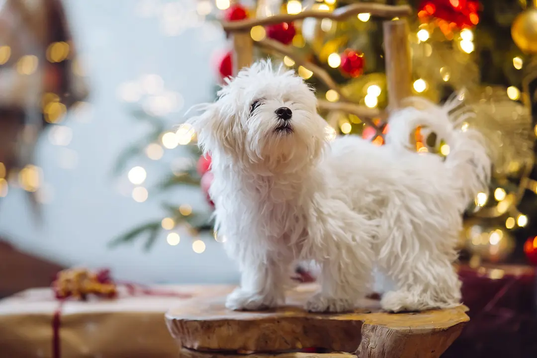 Maltese Terrier Eğitimi