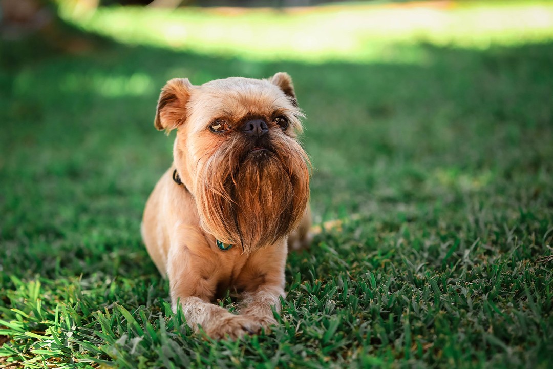 Brussels Griffon