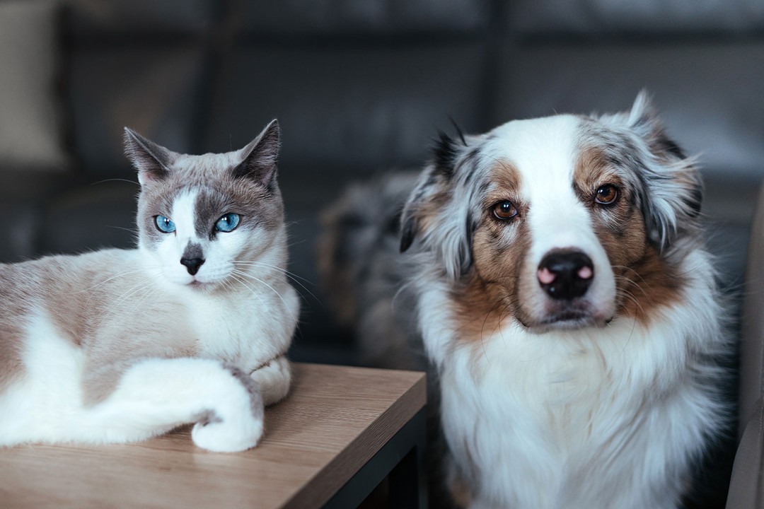 Kedi ve Köpeklerde Kan Testi