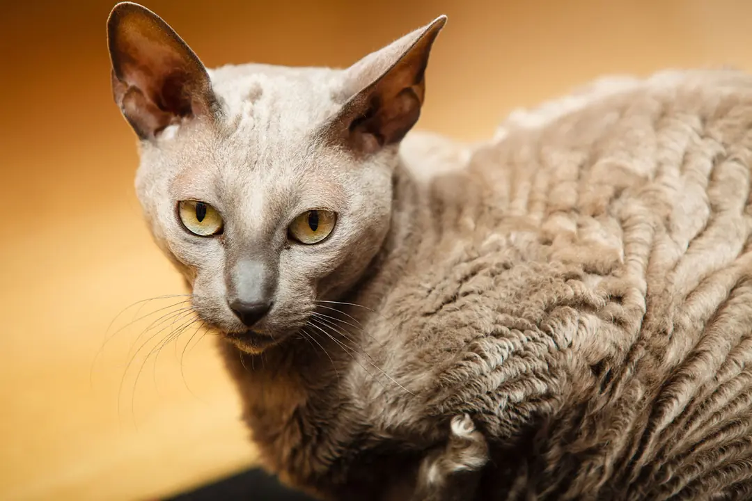 Devon Rex Tarihçesi ve Kökeni Hakkında Bilmeniz Gerekenler
