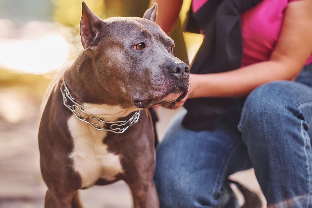 Pitbull