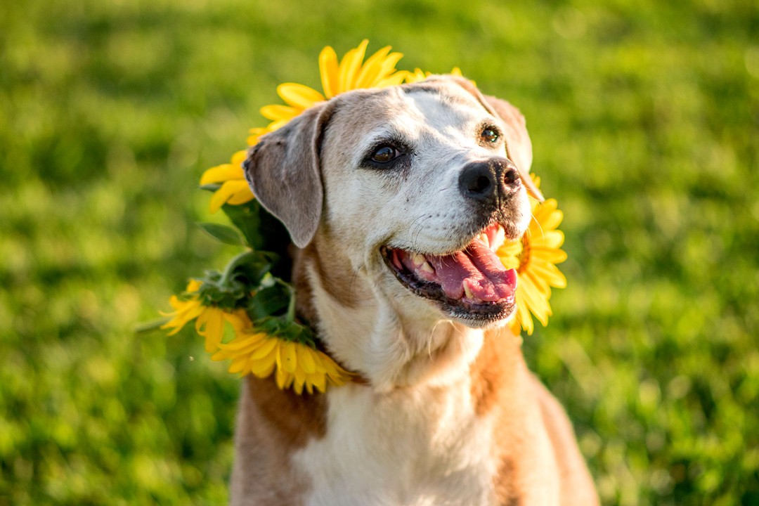 Köpekler kaç yaşında demans olur?