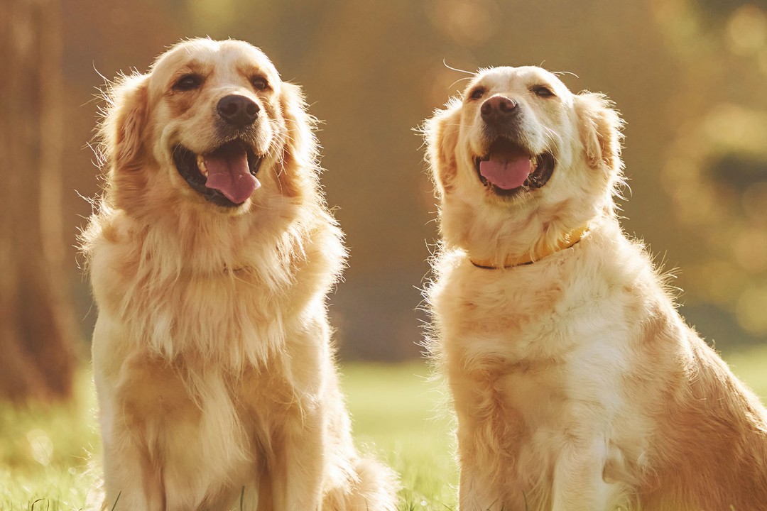 İki Köpek Sahiplenmeden Önce Dikkat Edilmesi Gerekenler