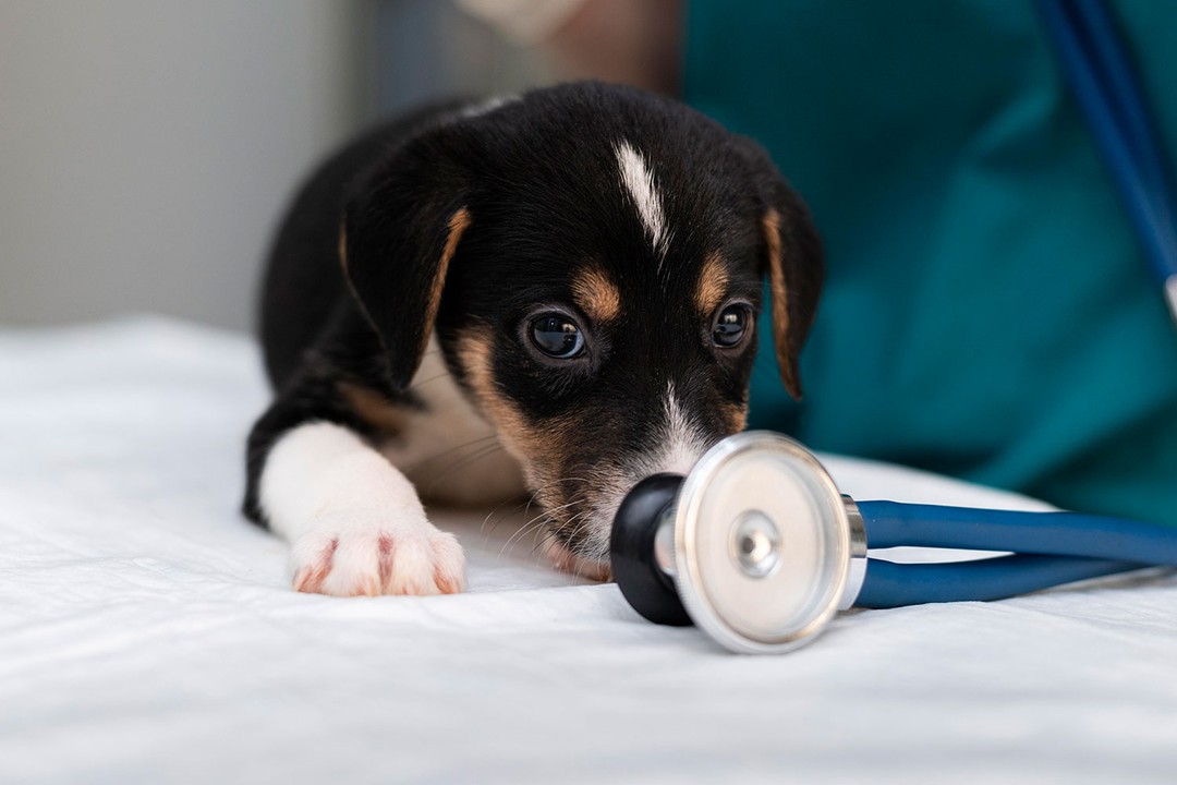 Köpeklerden insanlara hastalık geçer mi?