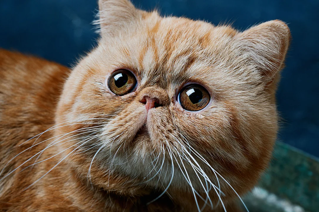 Exotic Shorthair Kedisi Tarihçesi ve Kökeni Hakkında Bilmeniz Gerekenler