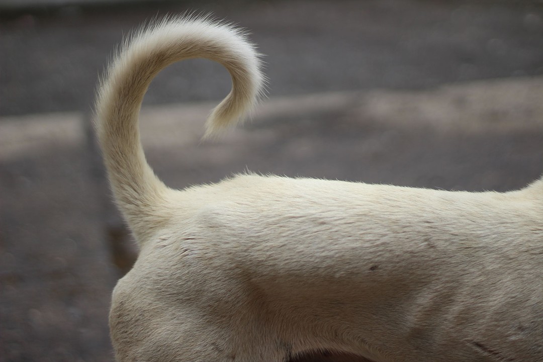 Köpeklerin Kuyruk Isırma Davranışının Olası Nedenleri