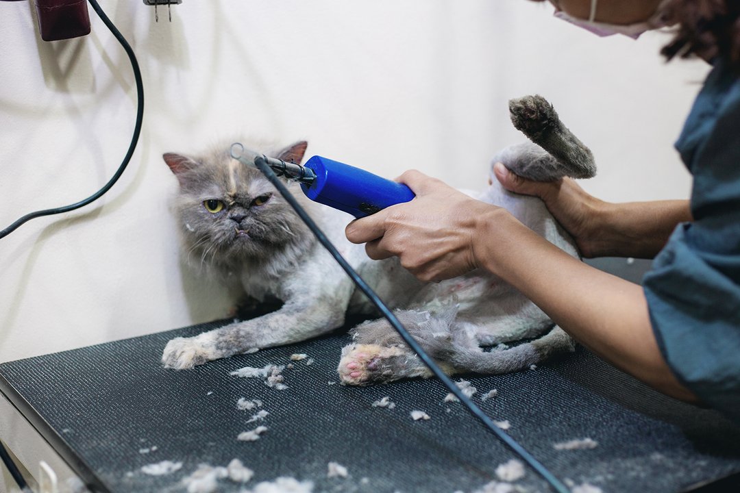 Kediler Nasıl Tıraş Edilir