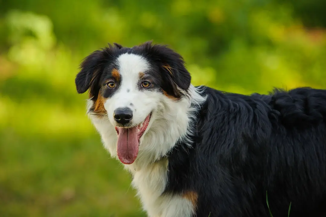 Border Collie Bakımı ve Pratik Öneriler&nbsp;