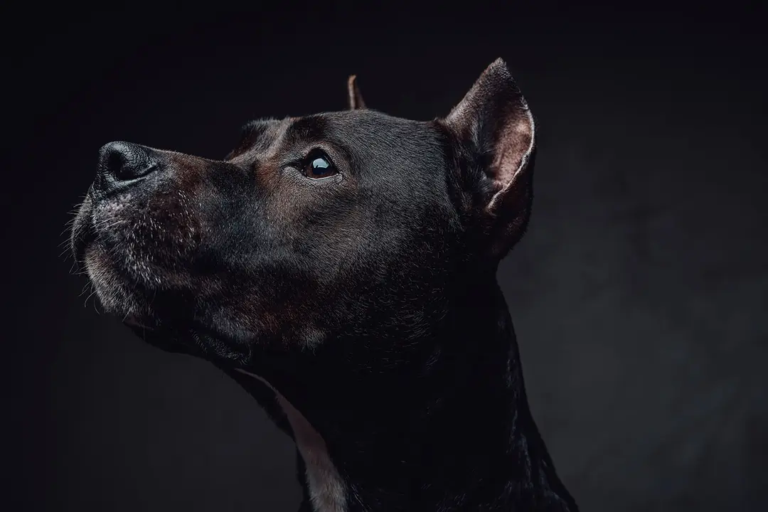 Doberman Pinscher Tarihçesi ve Kökeni Hakkında Bilmeniz Gerekenler