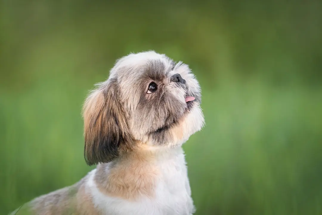 Shih Tzu Eğitimi