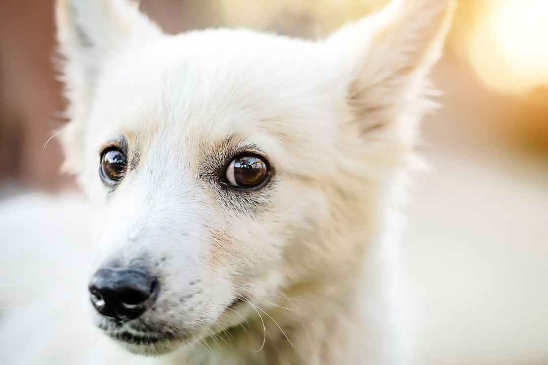 Şaşılık Hangi Köpek Irklarında Daha Sık Görülür?