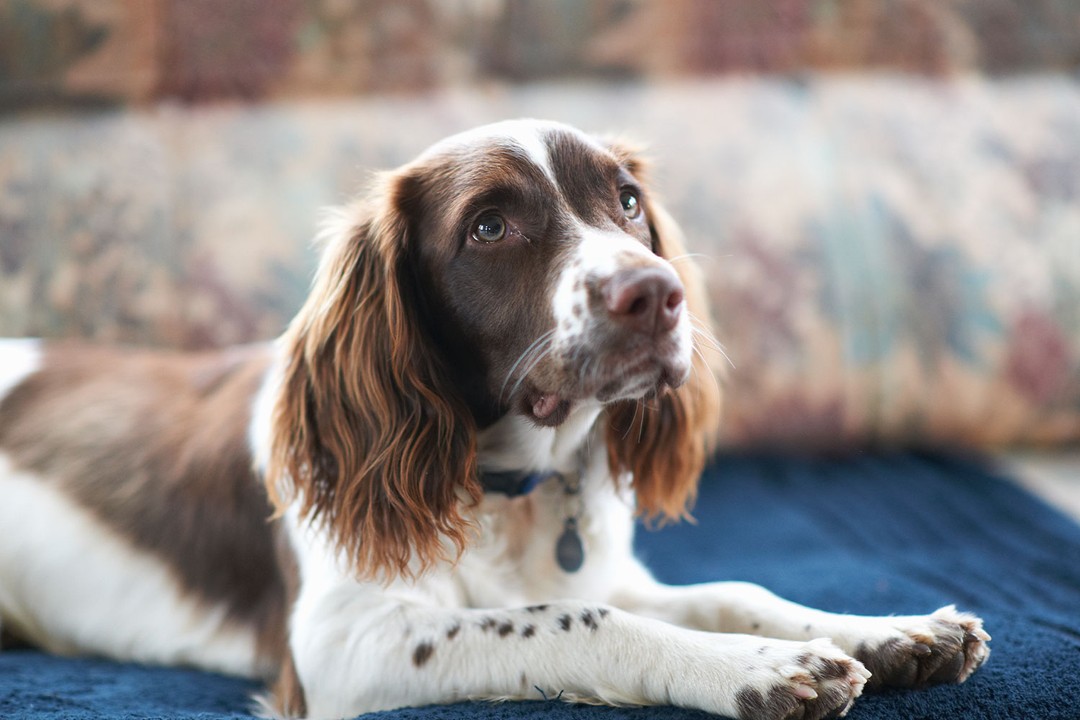 Köpeklerde Gençlik Hastalığı Neden Olur?