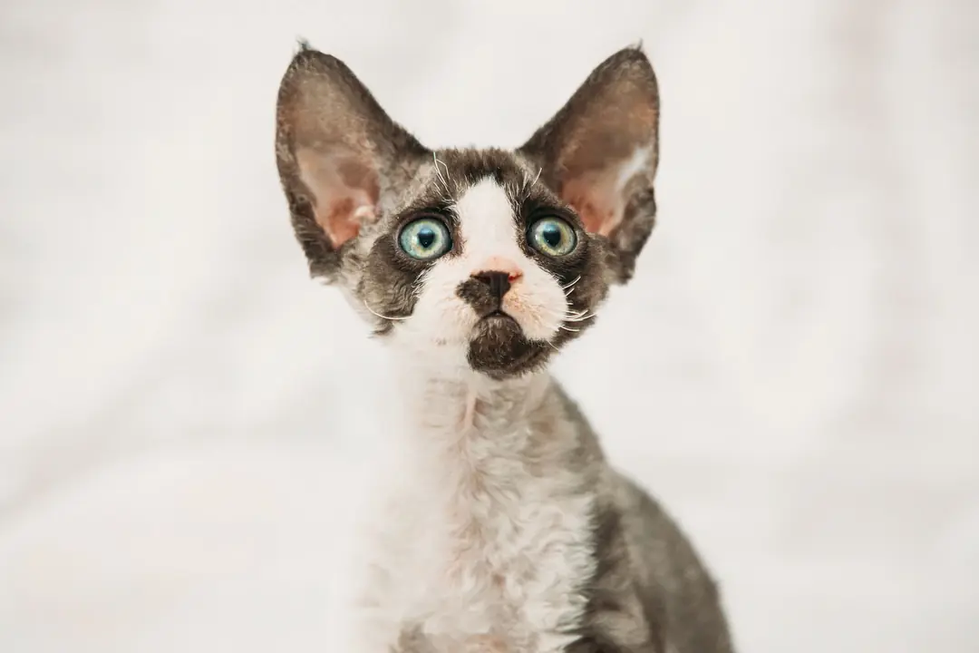 Devon Rex Eğitimi