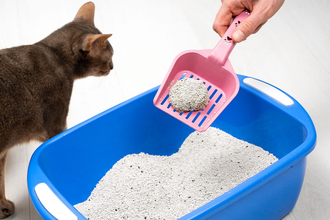 Kedi kumu ne sıklıkla temizlenmeli?