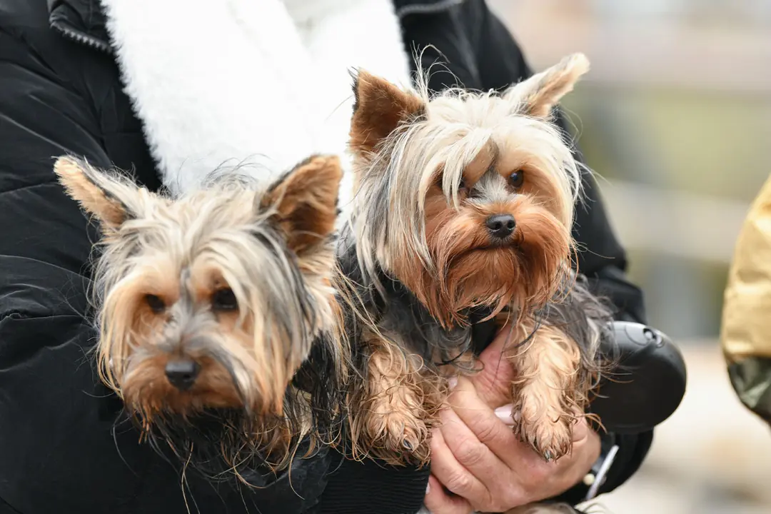 Yorkshire Terrier'in Tarihçesi ve Kökeni Hakkında Bilmeniz Gerekenler&nbsp;