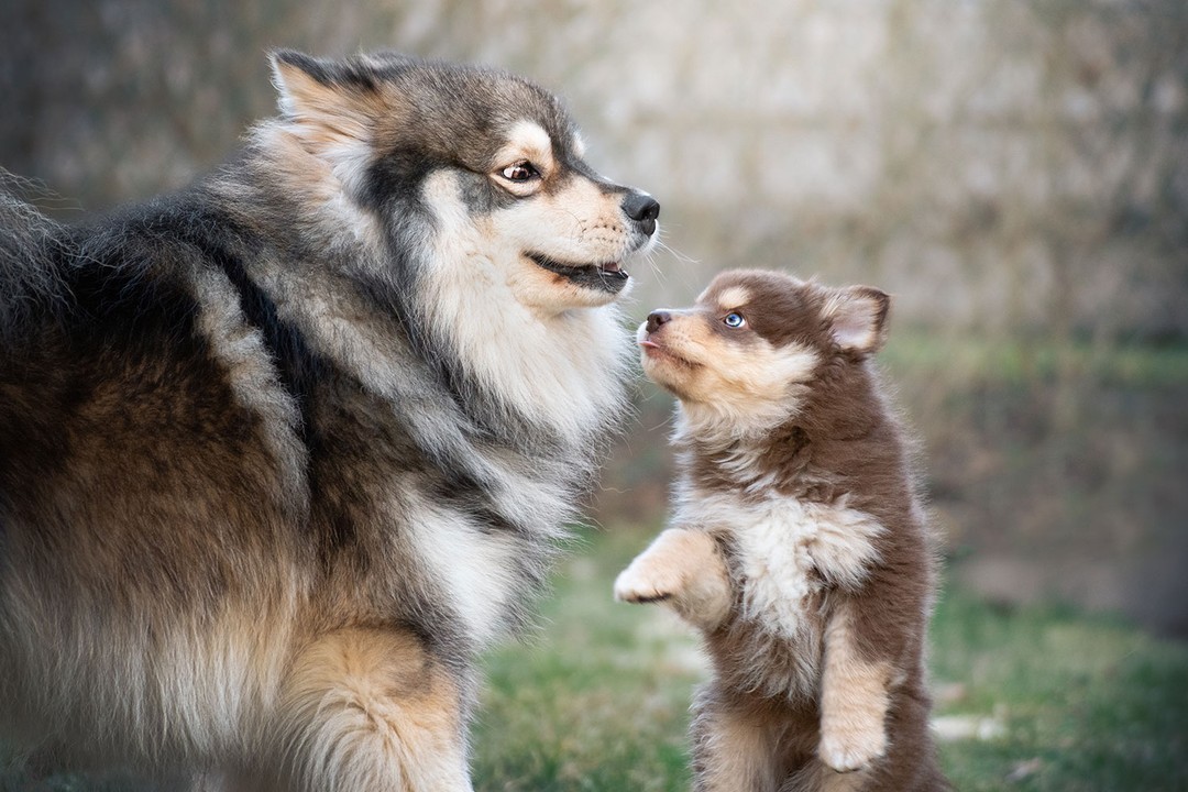 Köpeklerin yaşı nasıl hesaplanır?