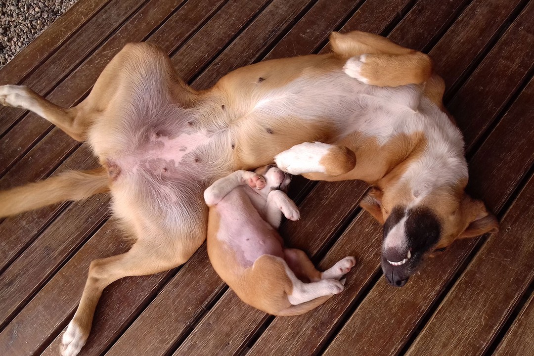 Hamile Köpeğe Nasıl Bakım Yapılmalı?
