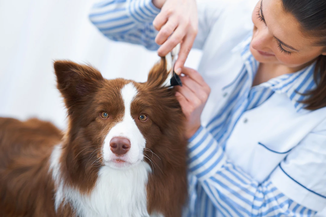 Köpeklerde Kulak Enfeksiyonu