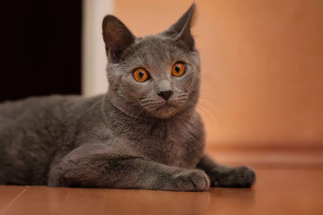 Chartreux'ta Karşılaşılan Sağlık Sorunları