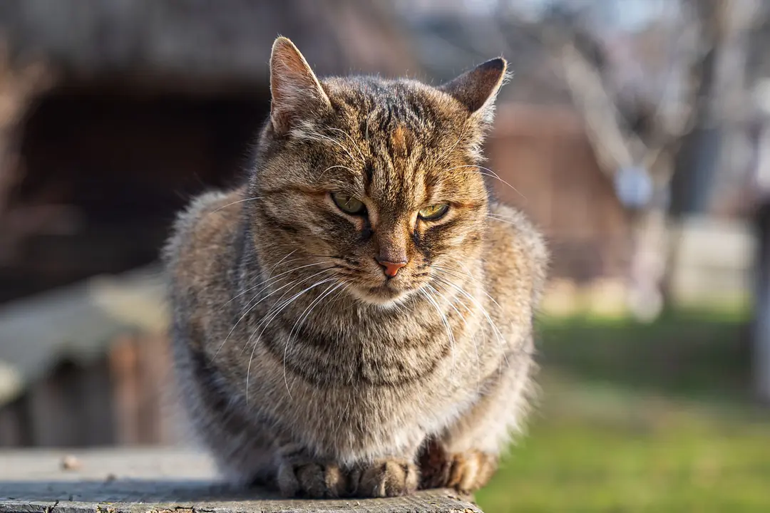 Sıvı Formdaki Nörolojik Destekleyicilerin Emilim ve Kullanım Avantajları Nelerdir?