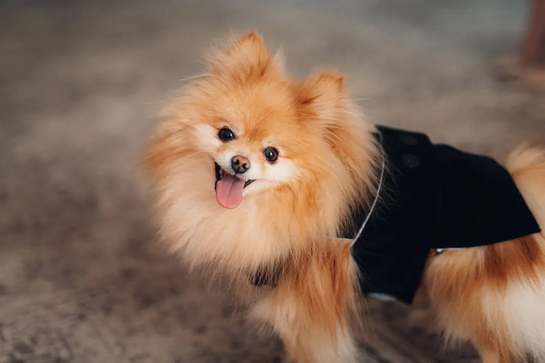 Pomeranian Boo Eğitimi