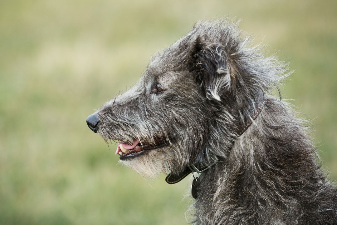 İrlanda Kurt Köpeği