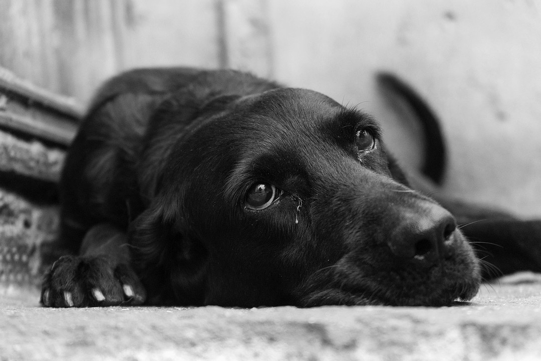 Köpeğiniz İnsan Gibi Ağlıyor Mu?