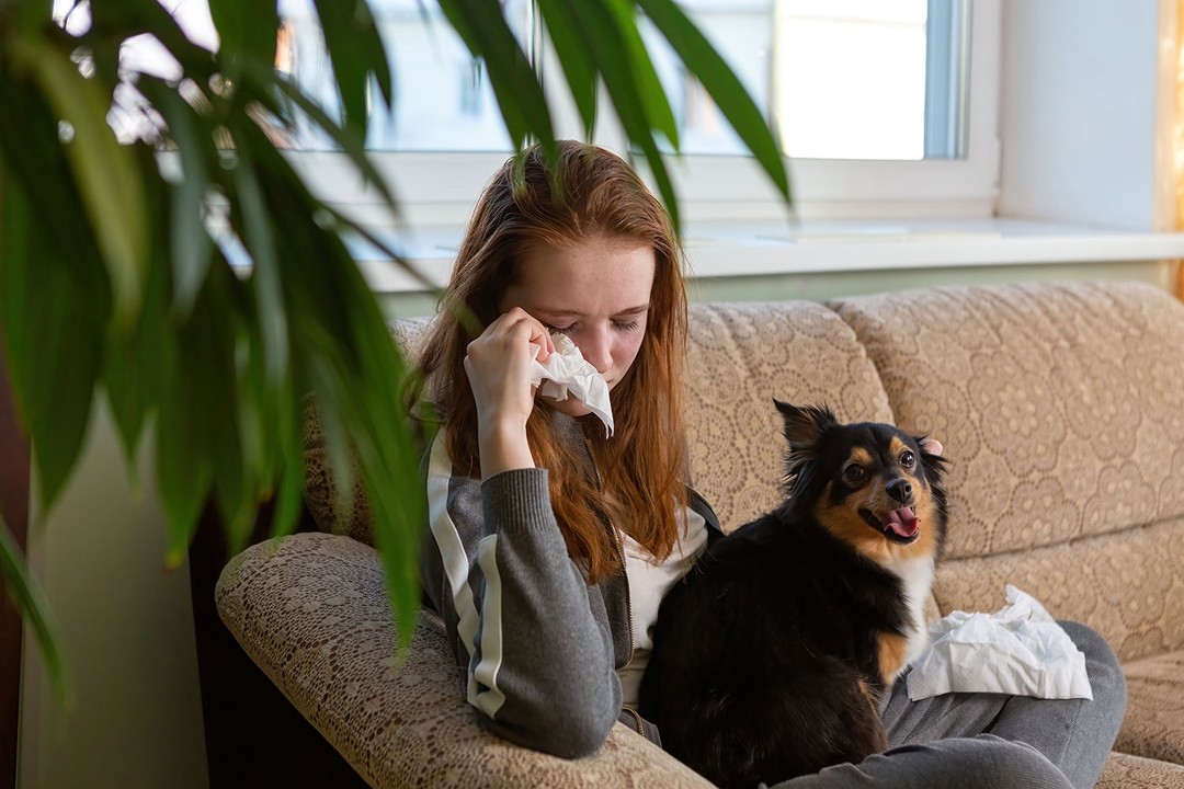 Kedi alerjisi nasıl tedavi edilir?